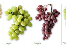 Photo of Топ-10 лучших сортов винограда