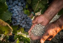 Photo of Уральское вино: влияние почвы