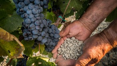 Photo of Уральское вино: влияние почвы