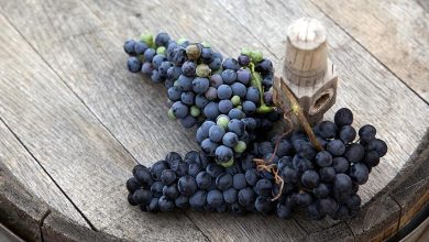 Photo of Уральское вино: лучшие сорта винограда