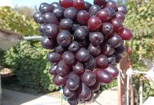 Photo of Тайны уральского винограда