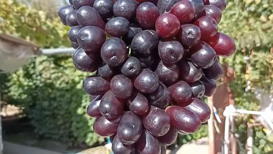 Photo of Тайны уральского винограда