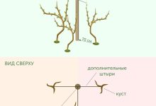 Photo of Уральский виноград: местные особенности