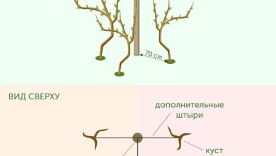 Photo of Уральский виноград: местные особенности